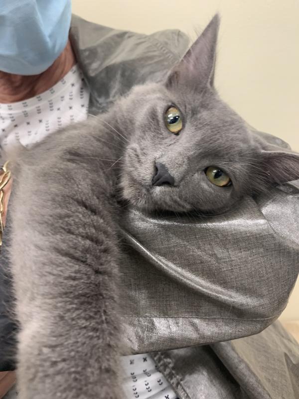 Delaware Humane Seeks Loving Homes To Clear The Shelters Thru Sept 19 